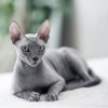 Коти/кішки