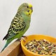 Корм для птиц