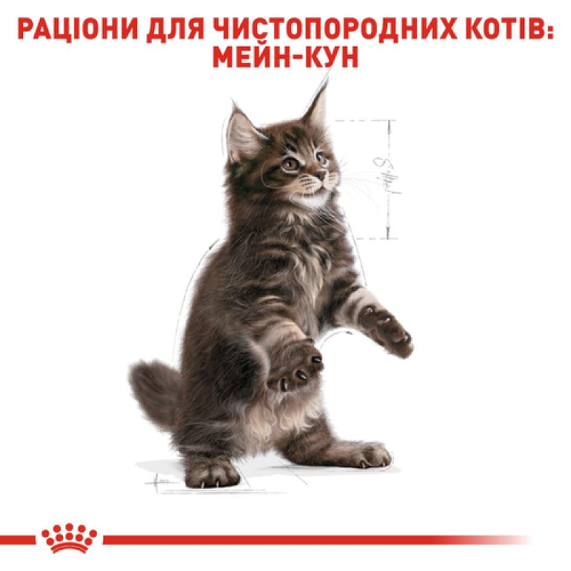 Royal Canin Maine Coon Kitten 400 г сухий корм для кошенят
