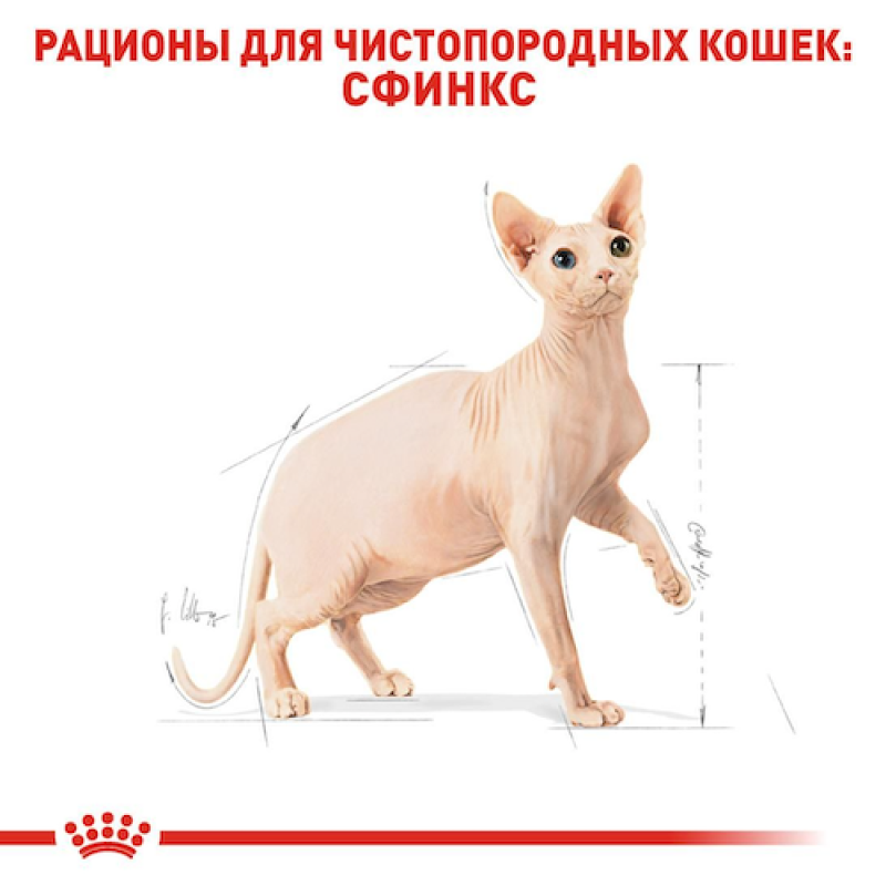 Royal Canin Sphynx  2 кг сухий корм для котів